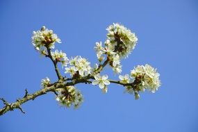 handsome blackthorn flowers