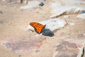 orange butterfly in South America