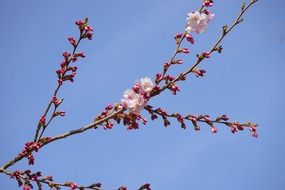 pink blooming japanese cherry