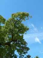 branches of big tree at blue sky