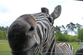 zebra nose