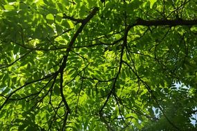 green branches of walnut tree