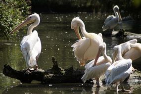 handsome pelicans