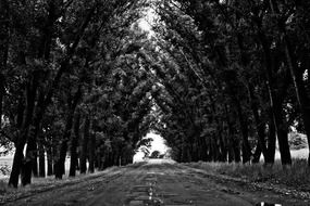 boulevard with trees