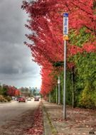 bus stop on road at fall