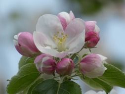apple flower close up