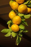 clementines on a tree branch