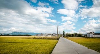 road among the rice field