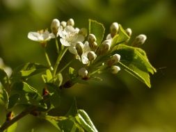 apple tree branch with flowers and green leaves