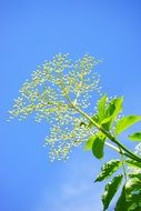 Blooming elder buds