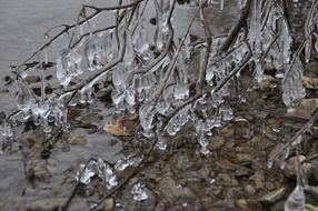 ice on the lower branches of a tree