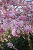 blooming of sakura