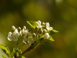 white buds of apple