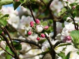 closed buds of apple