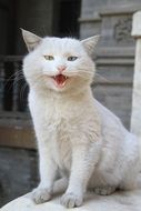 scene cat