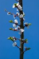 white bloom of a apricot tree