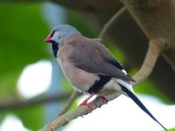 handsome bird