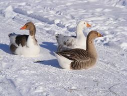 picture of geese in countryside