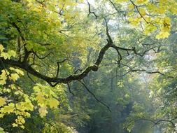 gnarled autumn tree grows along the road