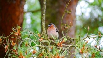 chaffinch bird