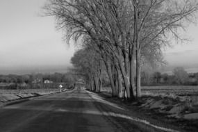 trees near the road, monochrome photo