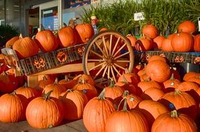 wagon with orange pumpkins