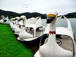 catamaran white swans