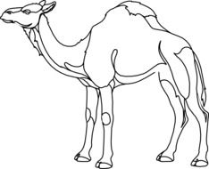 camel animal in desert line vector drawing