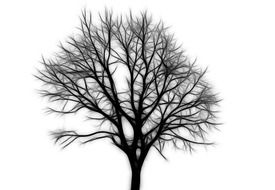 Blurred silhouette of a tree
