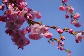 japanese cherry trees flowers in the blue sky