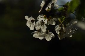 evening snapshot of the cherry blossoms