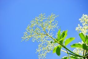 black elderberry buds