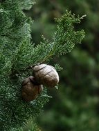 cones on the Mediterranean cypress