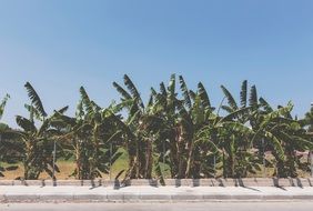 palm trees behind the fence along the totoir