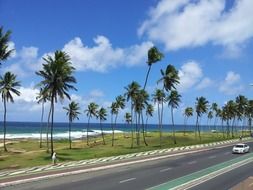 palm trees beach