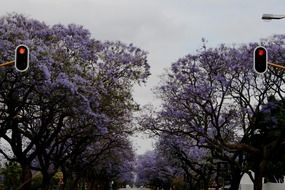 purple flowers clusters across a street