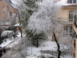 snow covered trees on a city street