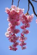 blooming Japanese cherry on thin branches