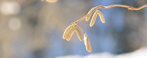 Branch of hazel on a blurred background