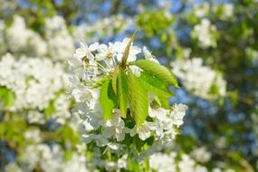 cherry blossomed tree