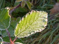 leaf branch of the road tree