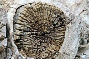 cross section of a stump