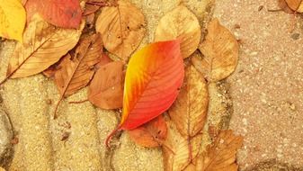 autumn leaves street