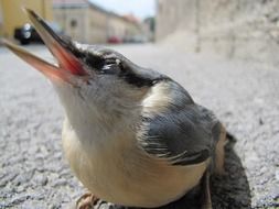 The white-breasted nuthatch is a small songbird of the nuthatch family