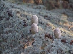 three pine cones on a branch