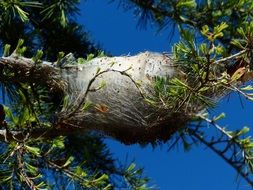 fluffy cocoon on tree close up