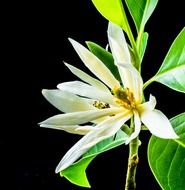 michelia champaca on a black background