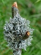 tree moss on a tree branch
