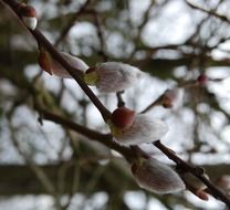 Willow catkins on the tree