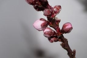 peach blossom road spring pink